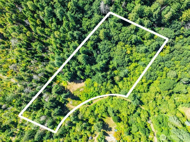 a close up of a plant in a garden