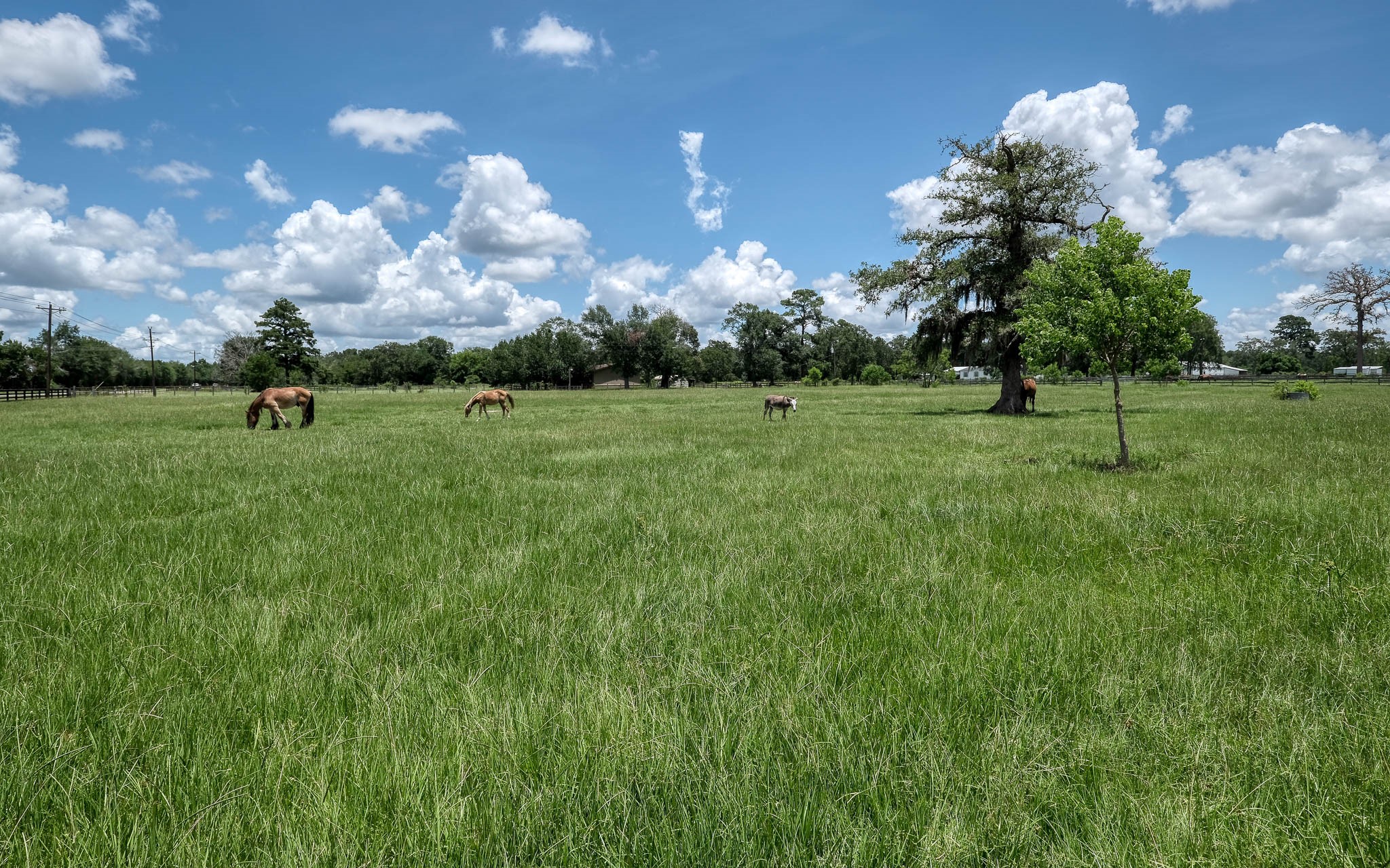1560 Bowler Road Waller, TX 77484 - Photo 46 of 50