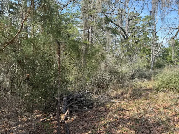 a view of a forest with lots of trees