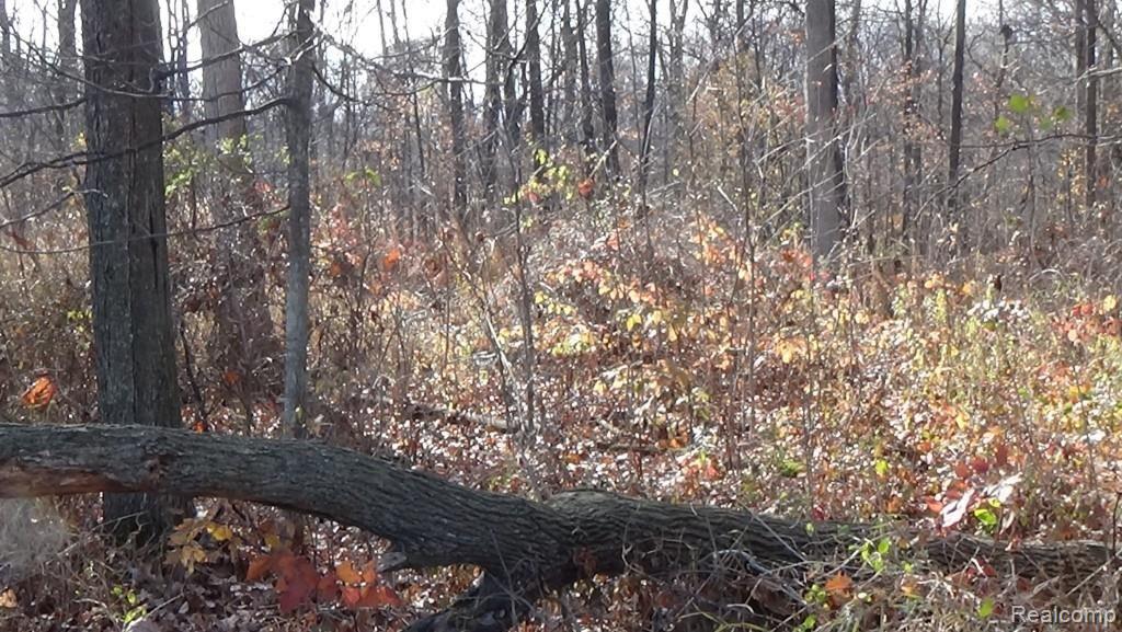20-acres Meadowlawn Road Fowlerville, MI 48836 - Photo 8 of 9