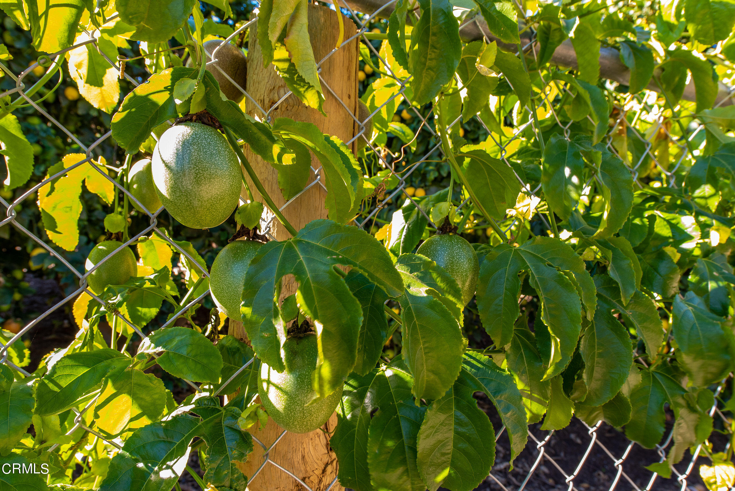 4365 Hitch Boulevard Moorpark, CA 93021 - Photo 11 of 25 4365 Hitch Blvd Moorpark-9