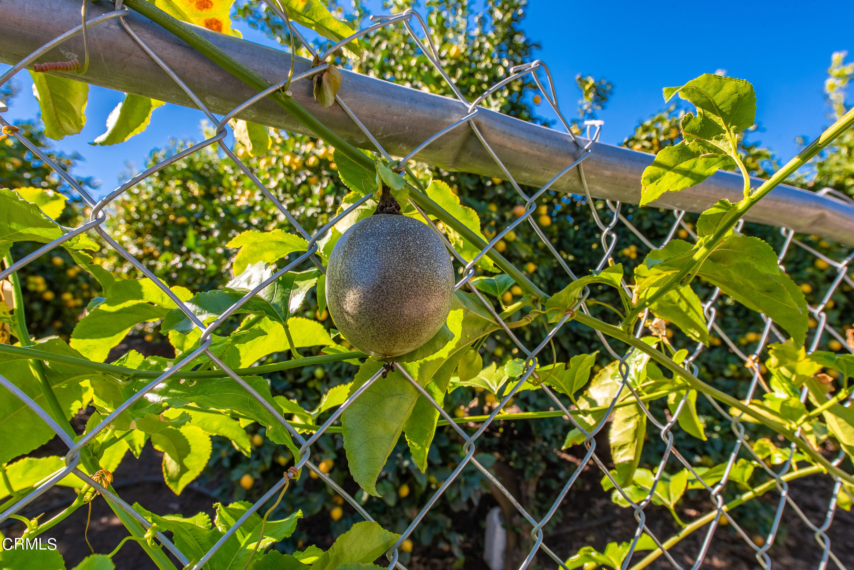 4365 Hitch Boulevard Moorpark, CA 93021 - Photo 12 of 25 4365 Hitch Blvd Moorpark-8