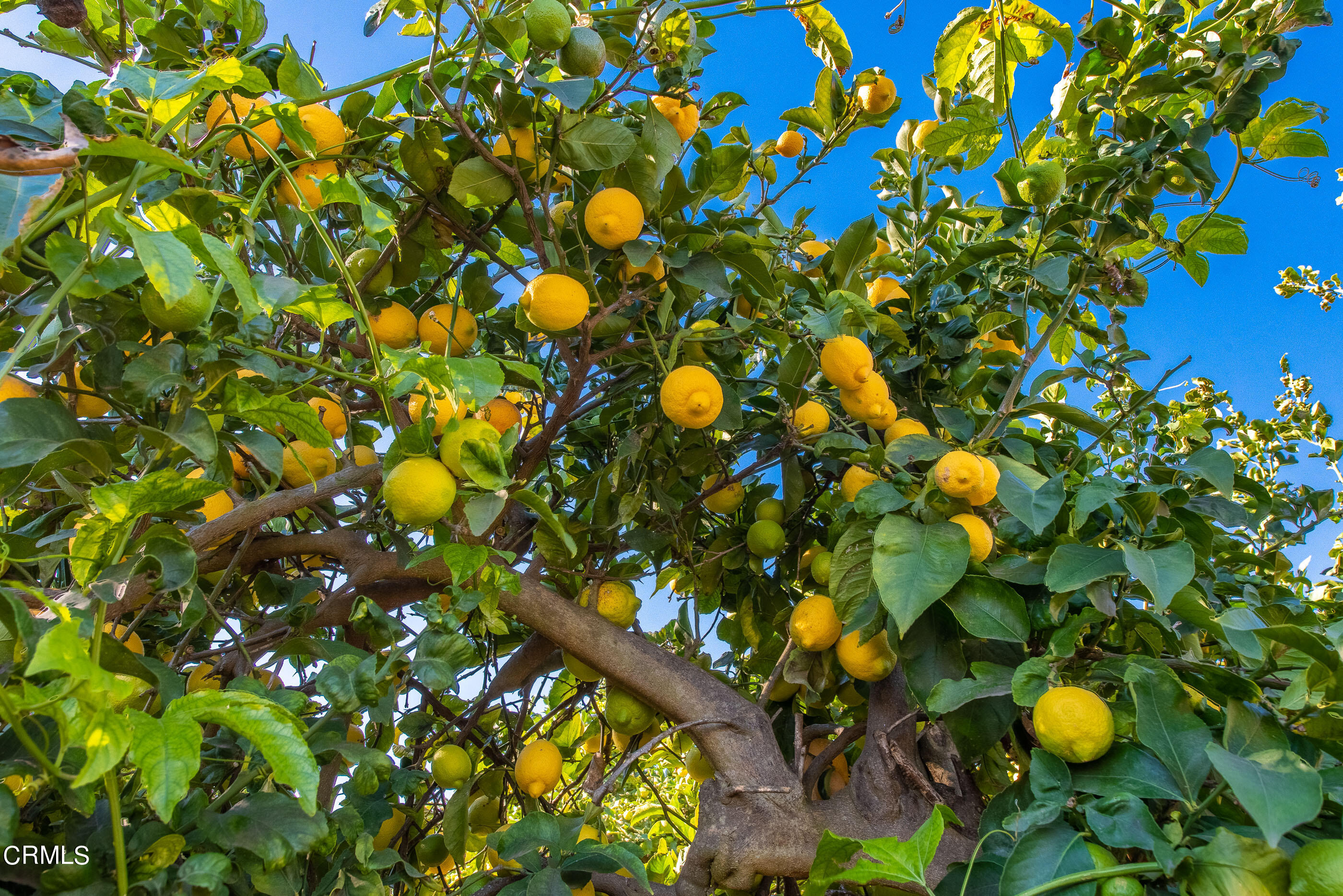 4365 Hitch Boulevard Moorpark, CA 93021 - Photo 10 of 25 4365 Hitch Blvd Moorpark-10