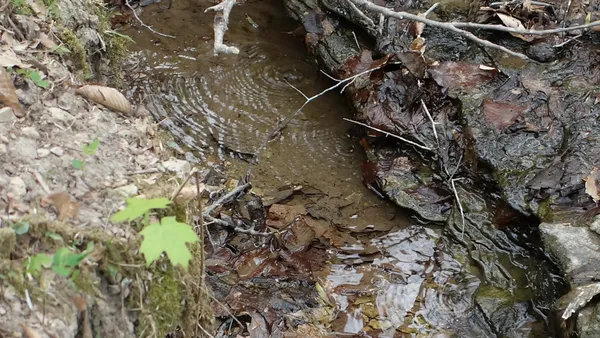 a view of a forest that has a shower