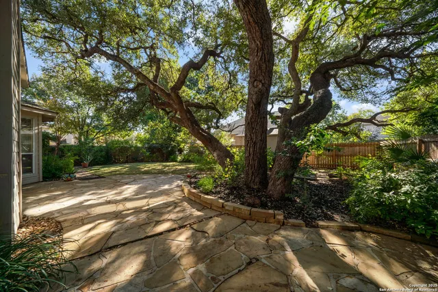 a view of a yard with plants and large trees