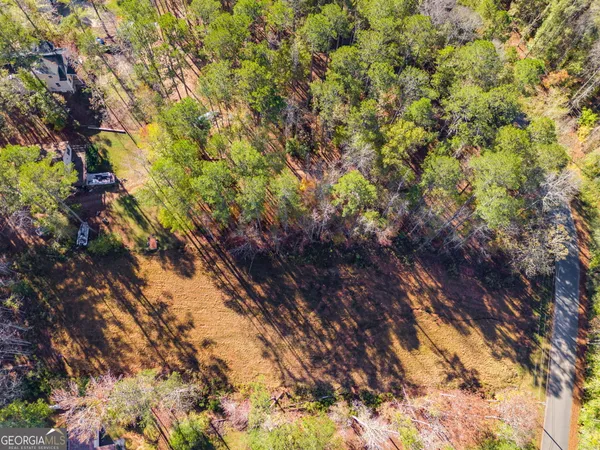 a view of a forest with a tree