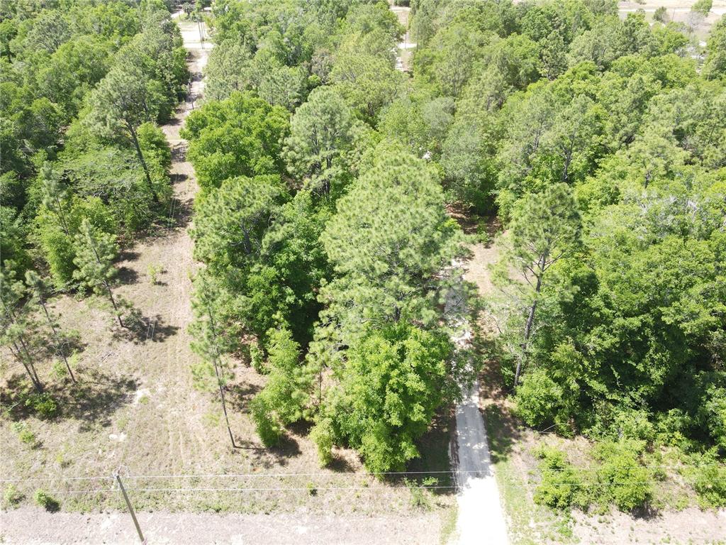 29 Southwest Sw Lane Ocala, FL 34481 - Photo 5 of 11 a view of a forest with a tree