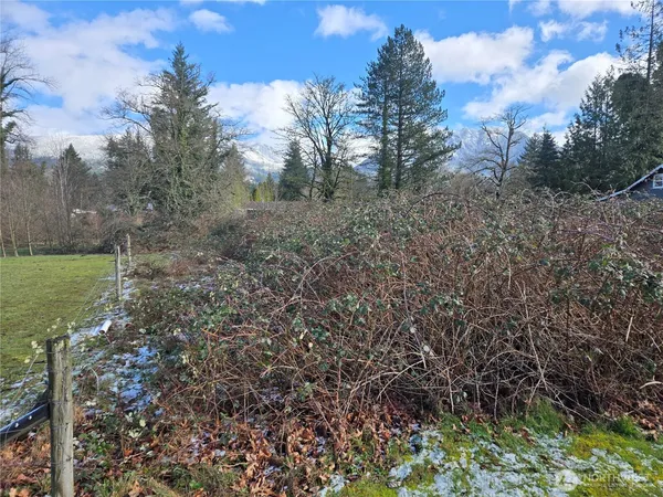 a view of a field with large trees