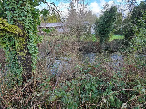 a view of a forest with a tree