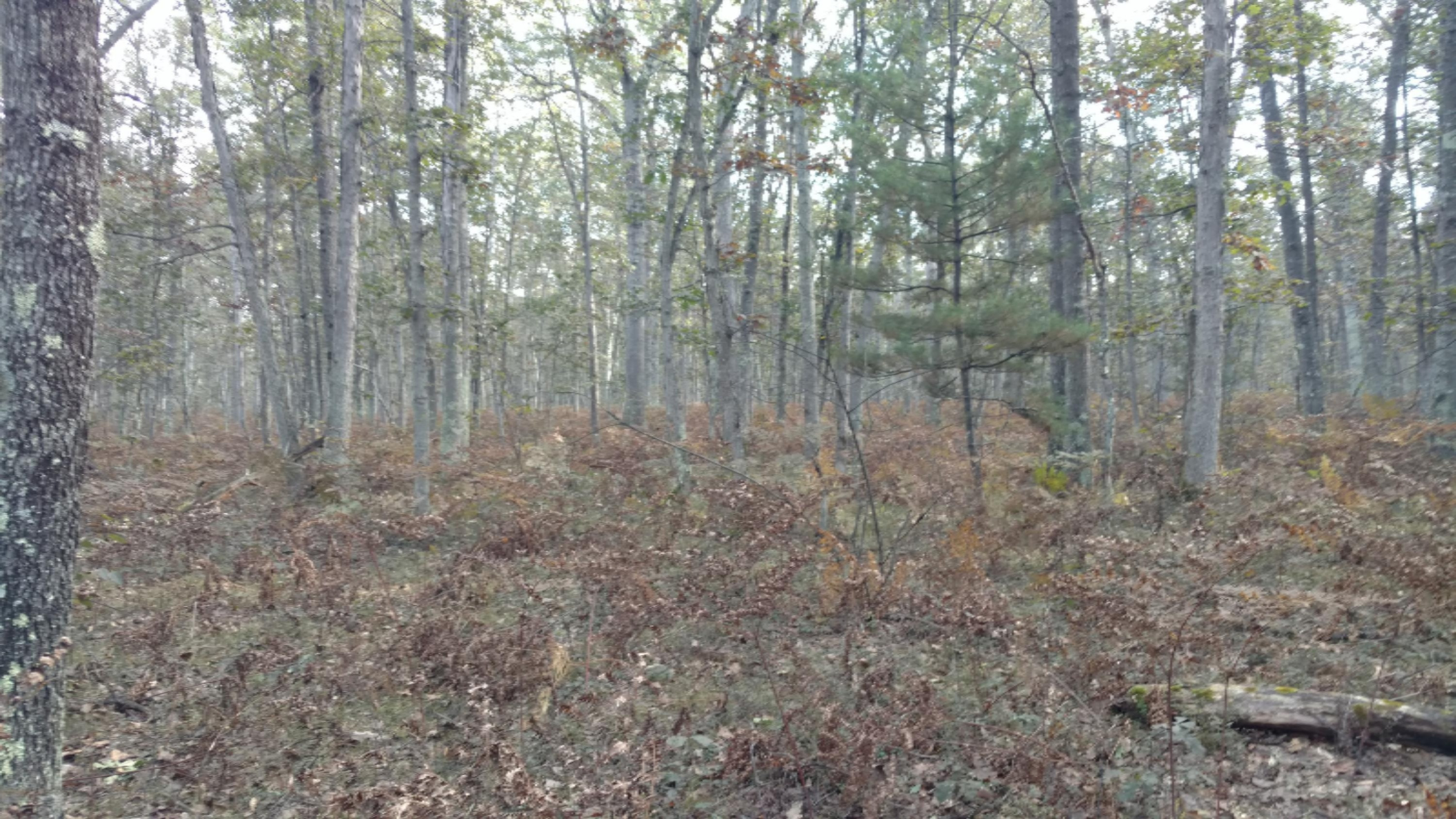 0 East Koenig Road Manistee, MI 49660 - Photo 6 of 9 IMG_20161011_113906987