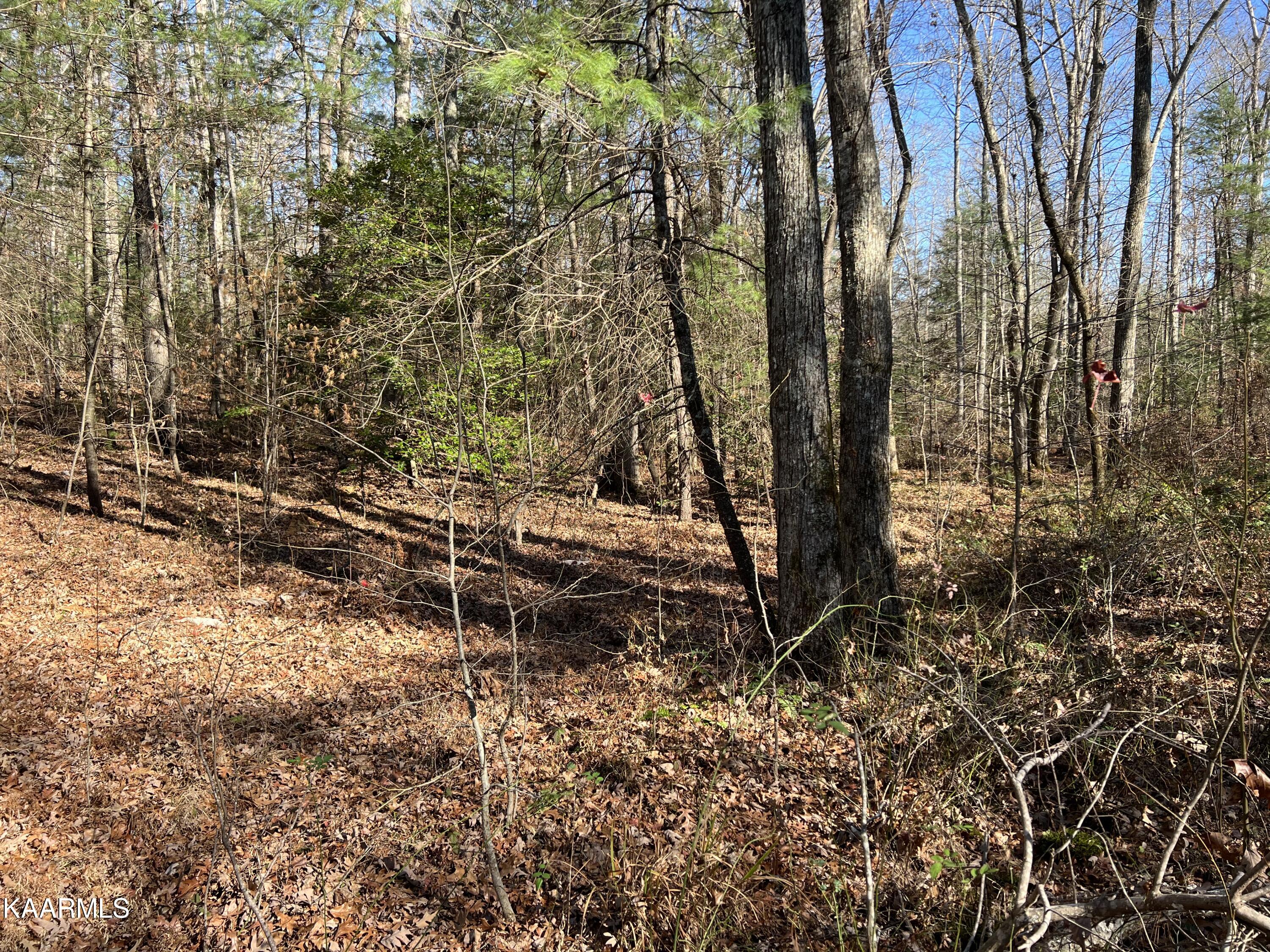 820 Genesis Road Lancing, TN 37770 - Photo 5 of 10 AF86AD7F-A8BF-4B7B-9FD3-EA212CA48200