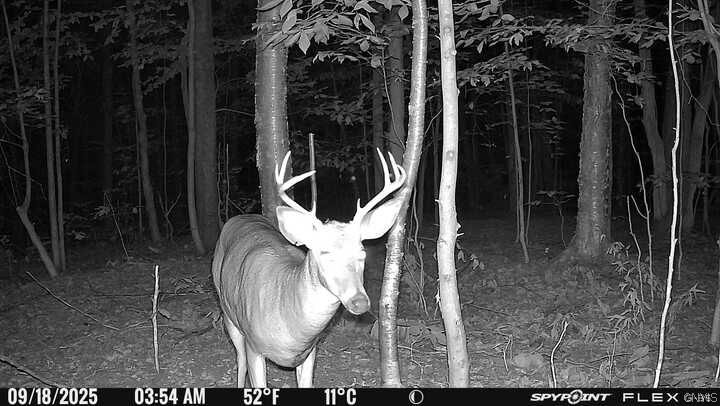 6229 Isenecker Road Leyden, NY 13309 - Photo 46 of 48 from seller's trail cam
