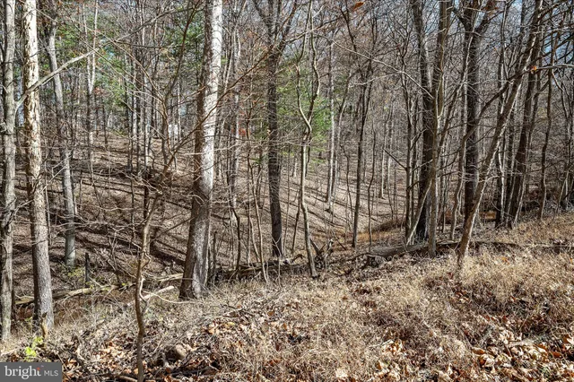 a view of yard with a trees