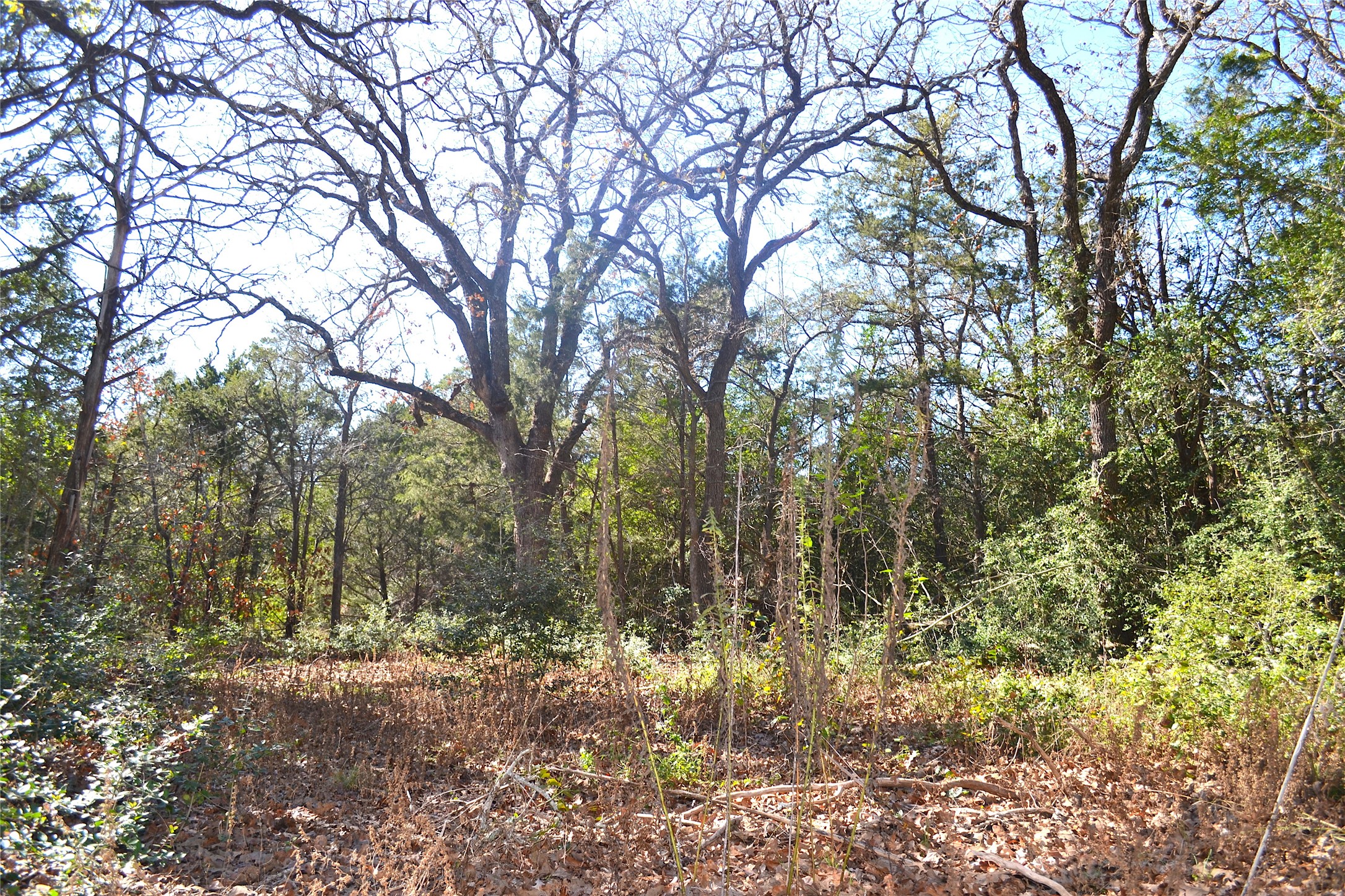 10318-1 Parsons Road Manor, TX 78653 - Photo 1 of 1 a view of forest