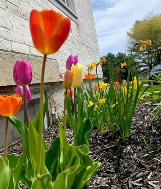 161 Pittston Road Whitefield, ME 04353 - Photo 60 of 60 Springtime flowers