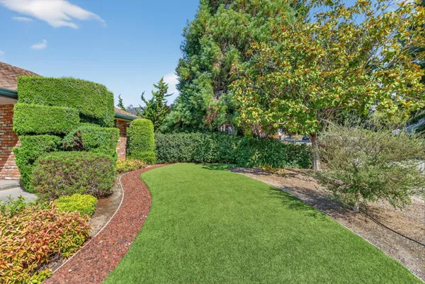 a view of a yard with plants and a large tree
