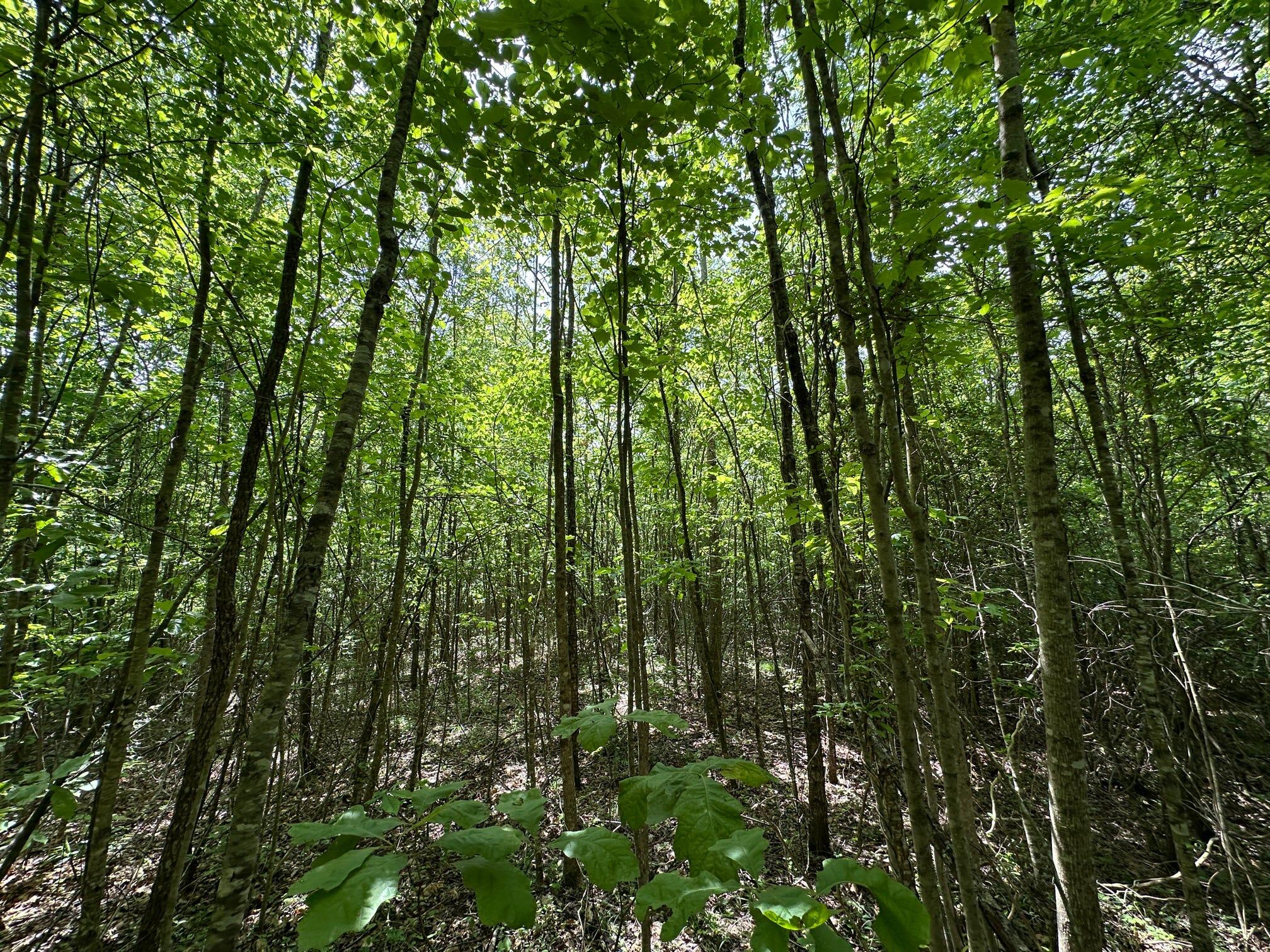 1802 River Road Williamsburg, KY 40769 - Photo 25 of 59 Woods