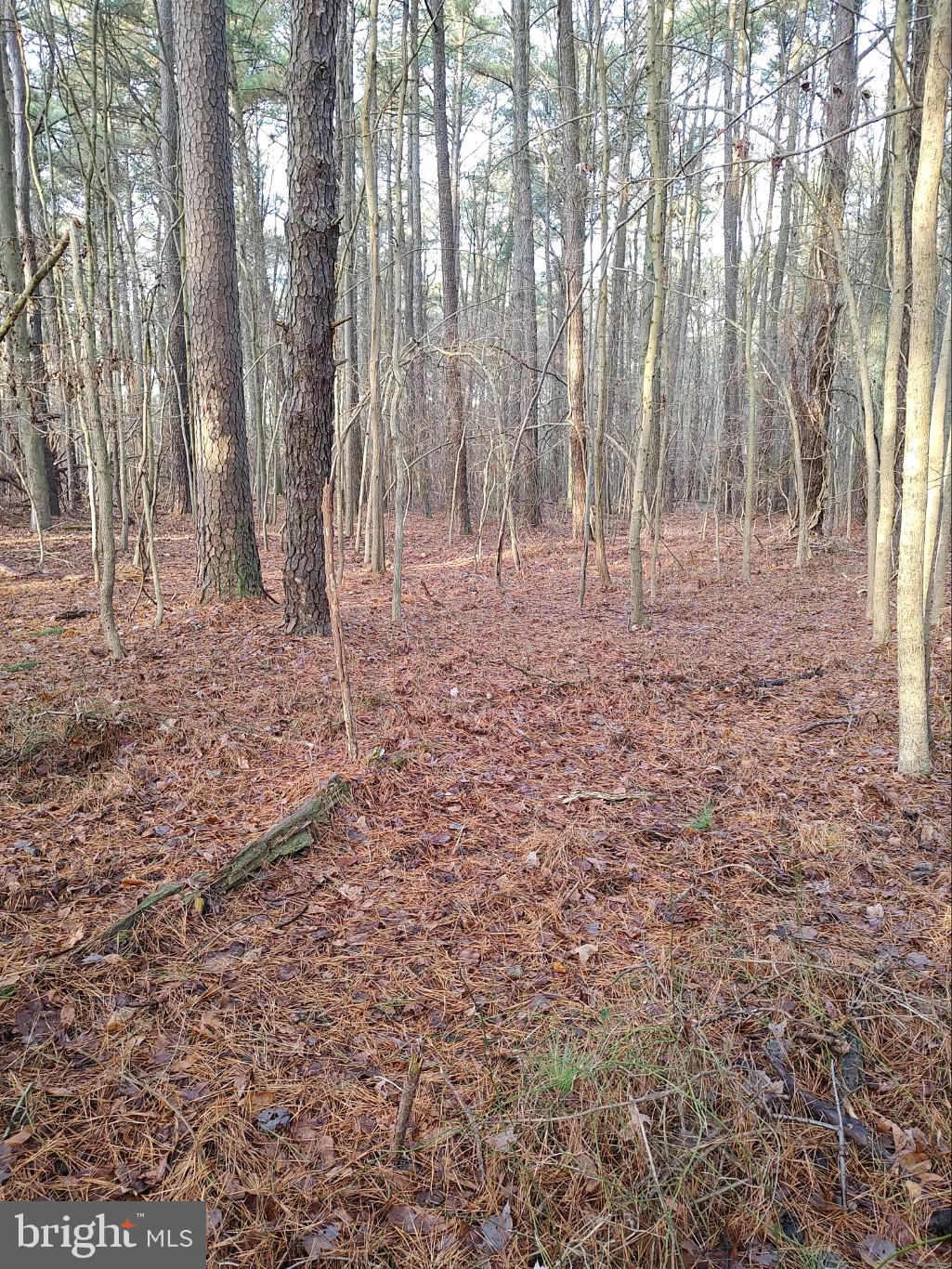 Point Road Stevensville, MD 21666 - Photo 2 of 5