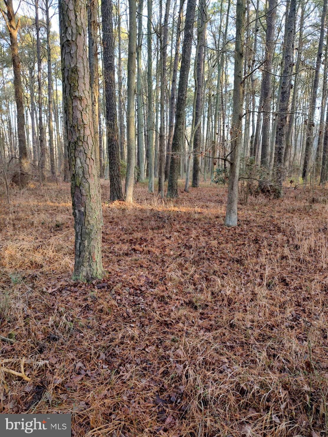 Point Road Stevensville, MD 21666 - Photo 4 of 5