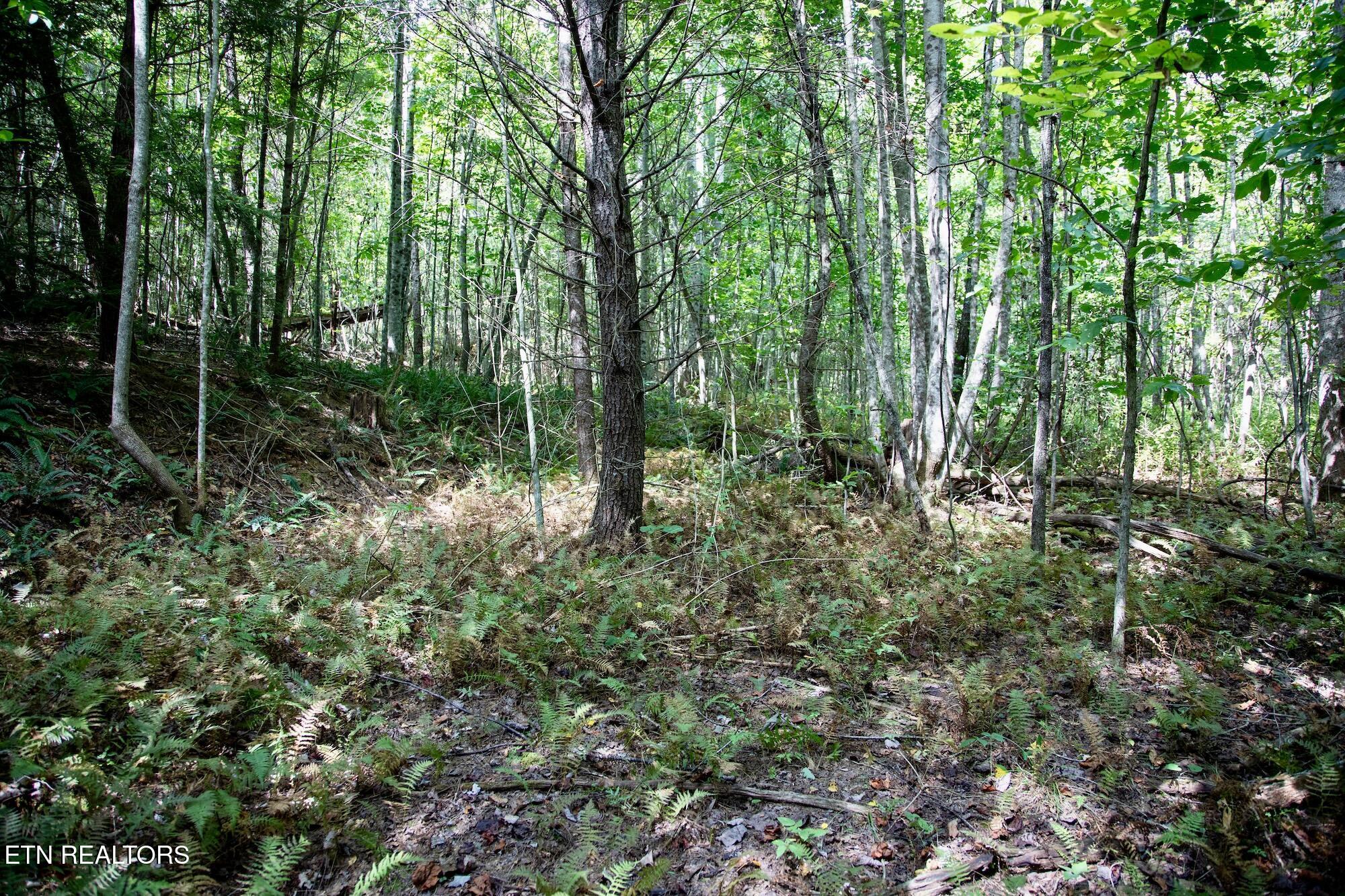 160 John Cox Road Deer Lodge, TN 37726 - Photo 14 of 17 DB_0023