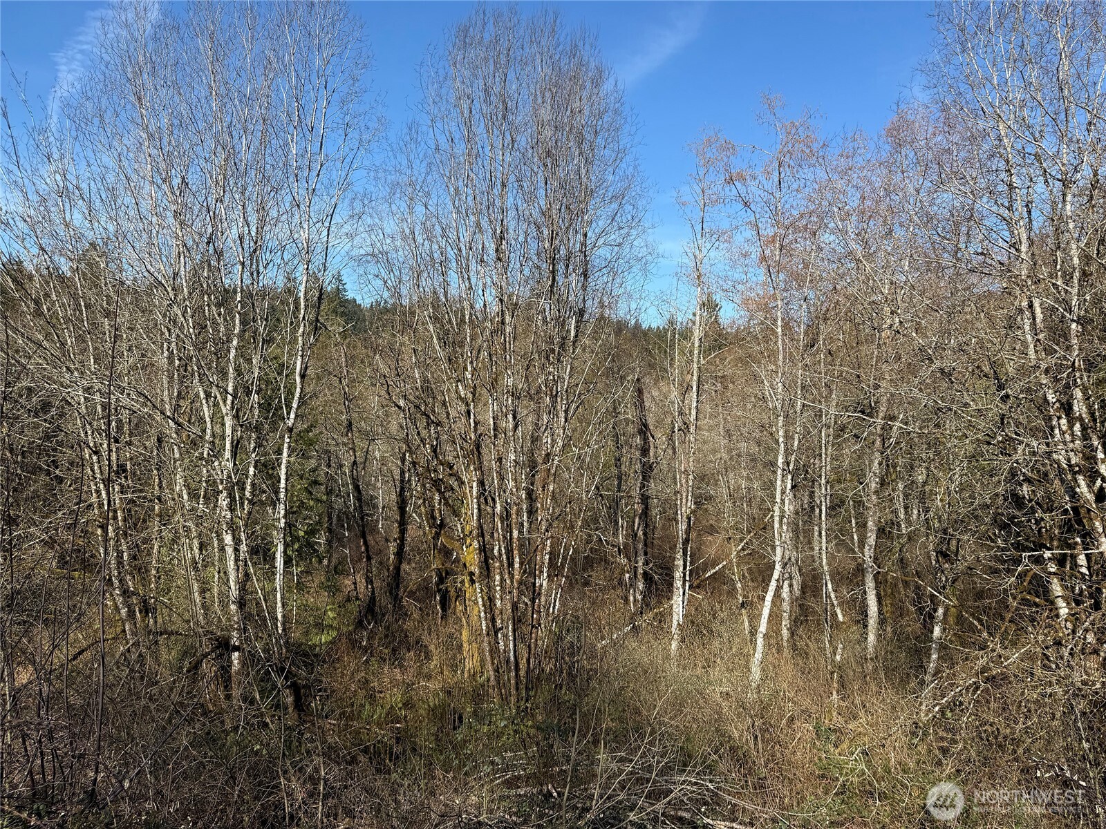 0 Southeast Sedgwick Road Port Orchard, WA 98366 - Photo 4 of 13 a view of a yard