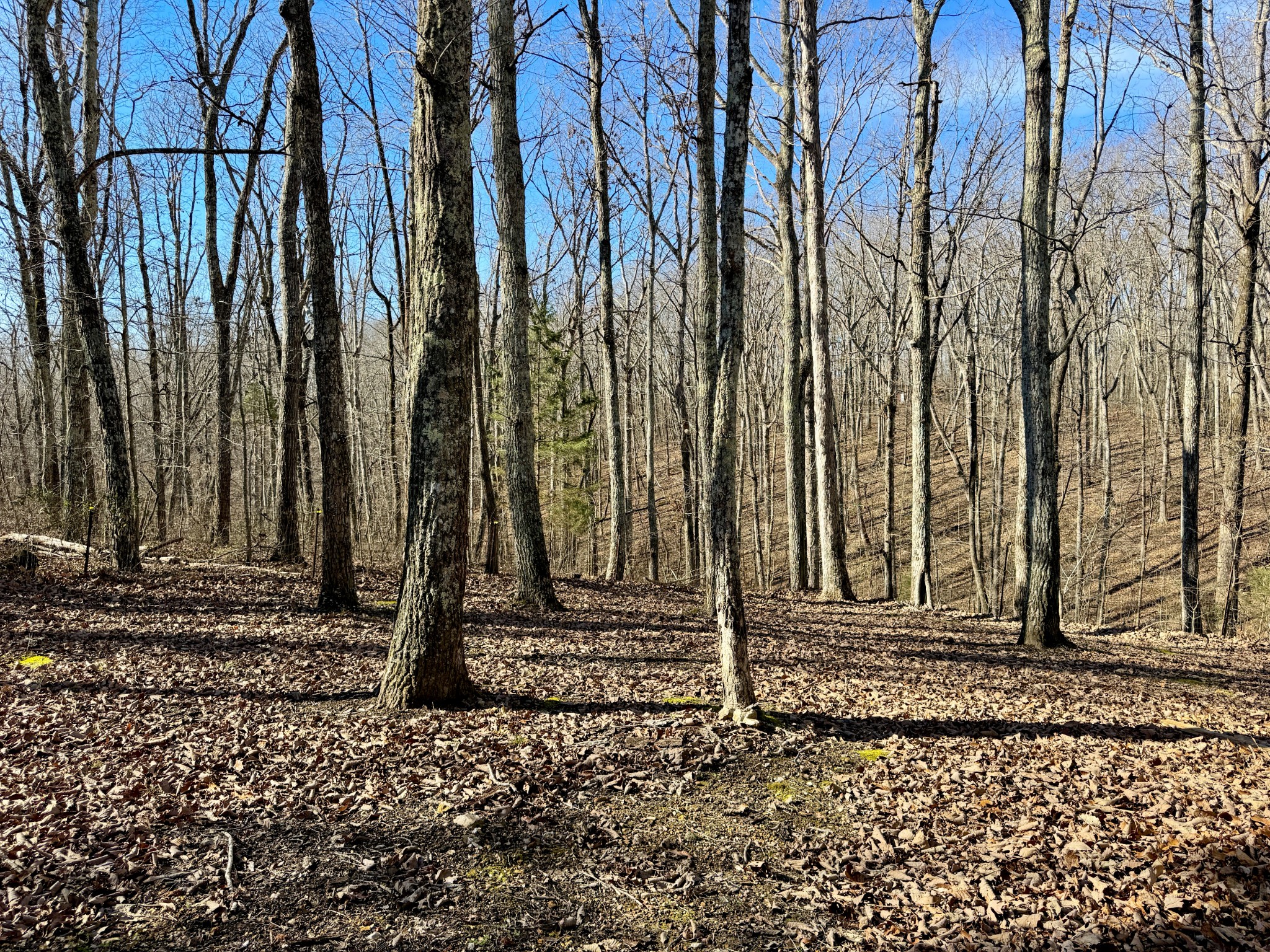 299 Sunset Drive Holladay, TN 38341 - Photo 26 of 27 a view of a backyard with a fountain