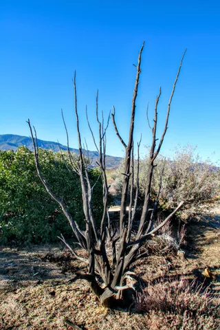 a view of large trees