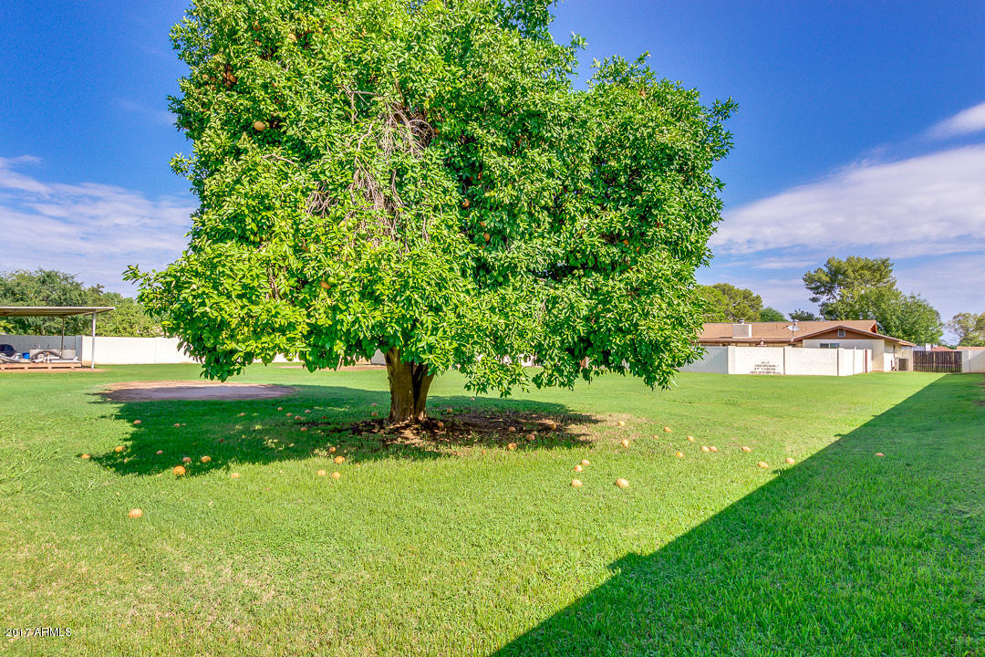 965 East Gunstock Road Chandler, AZ 85286 - Photo 40 of 46 Grapefruit