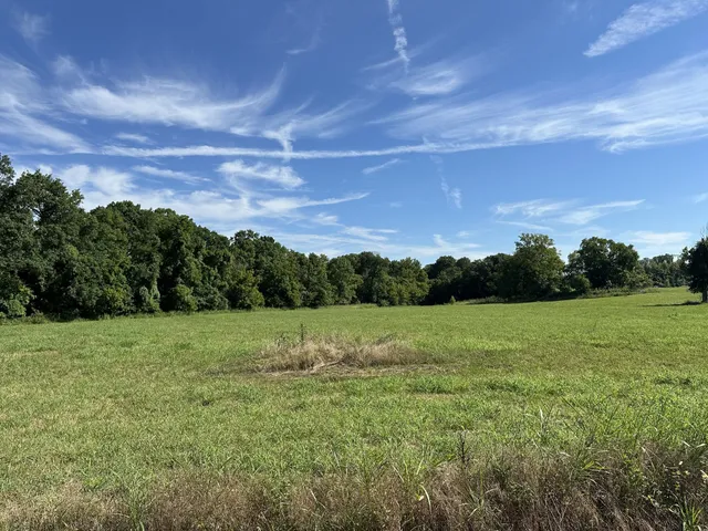 a view of field with tall trees