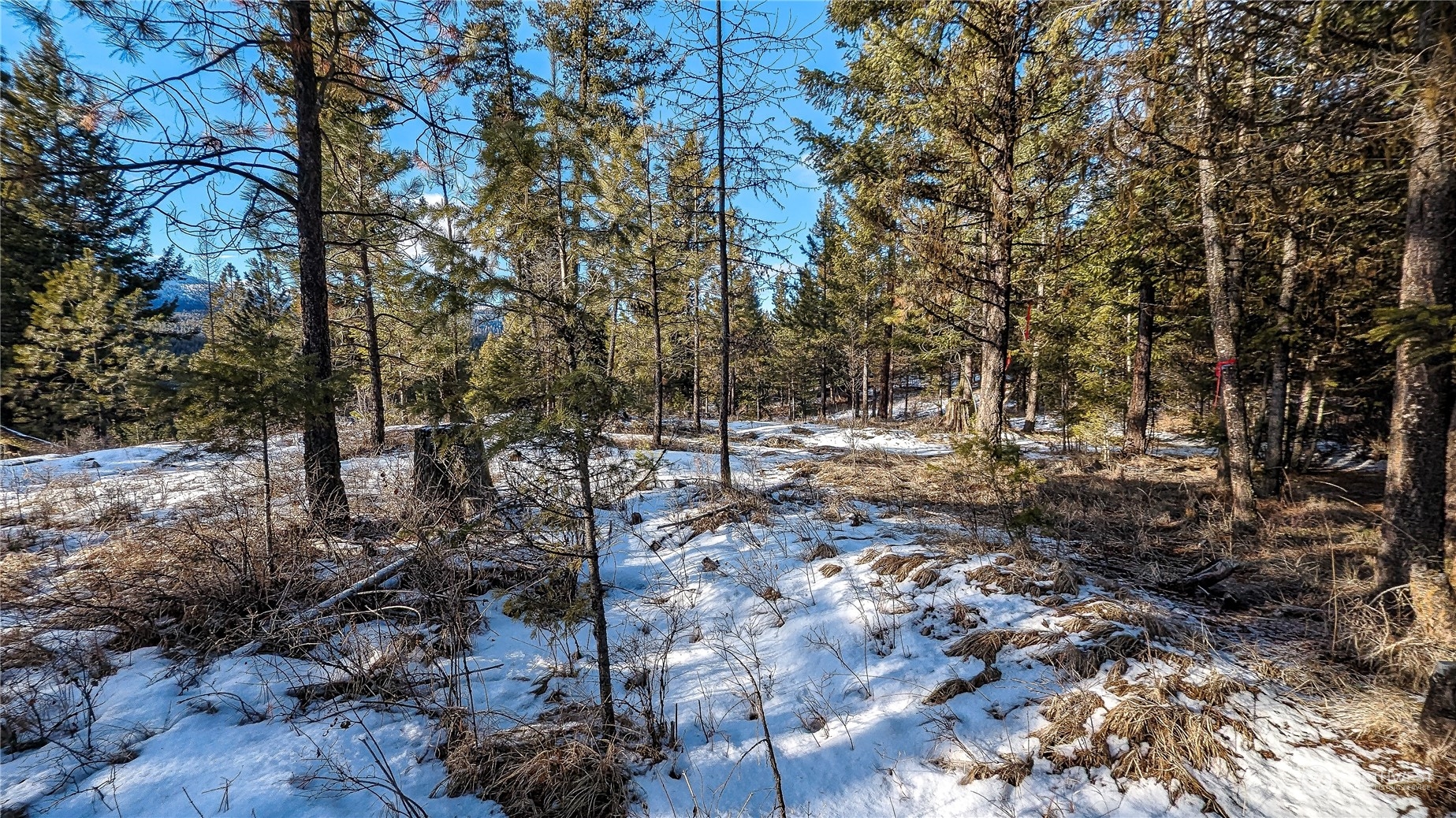740 Cape Labelle Road Tonasket, WA 98855 - Photo 31 of 40 a view of a forest with lots of trees