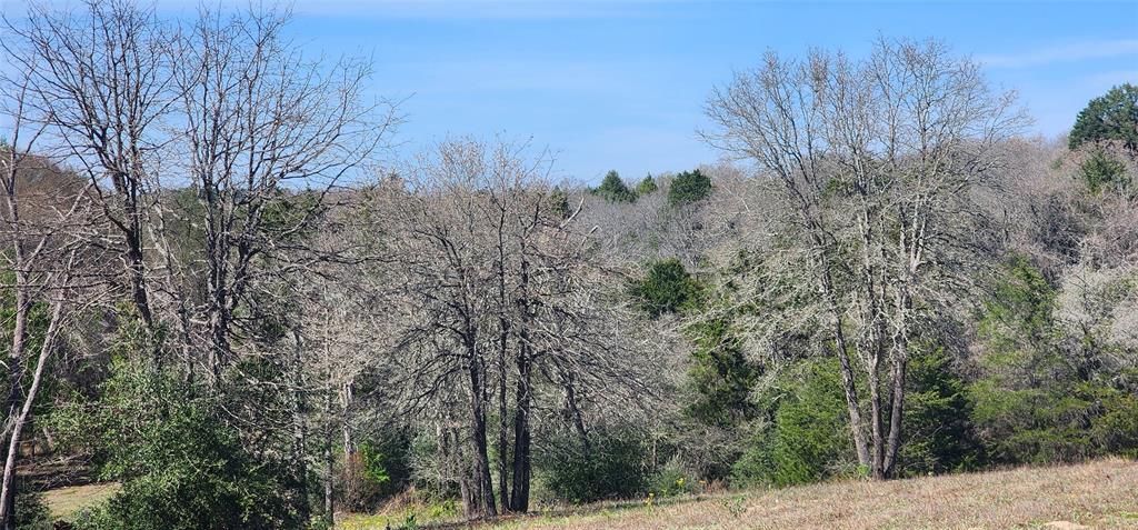 14612 County Road 1114 Athens, TX 75751 - Photo 17 of 40 a view of a forest with trees in the background