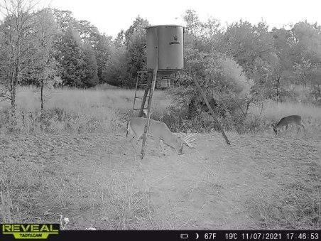 14612 County Road 1114 Athens, TX 75751 - Photo 31 of 40 a view of a dry yard with trees
