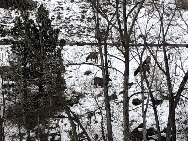 $460,000 | 302 Old Pollock Road, Riggins, ID 83549