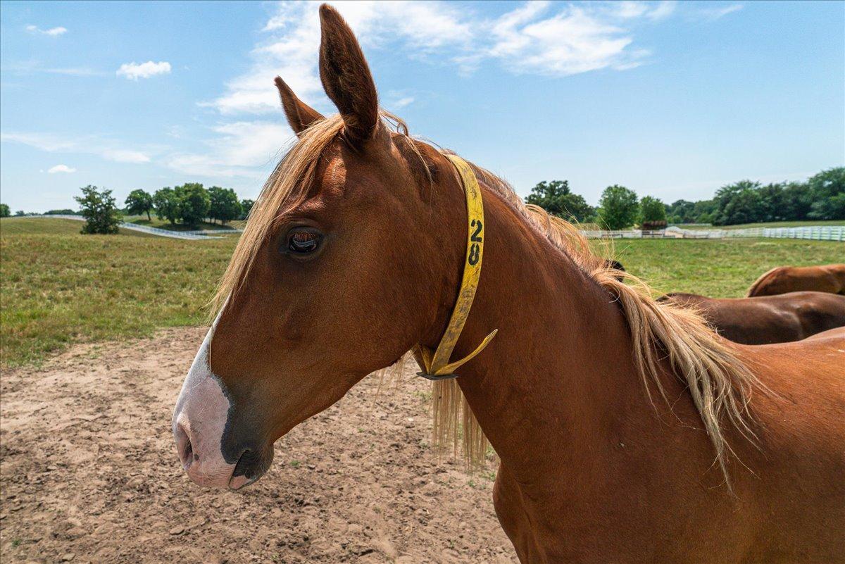309 Arabian Drive Jordan, MN 55352 - Photo 66 of 71