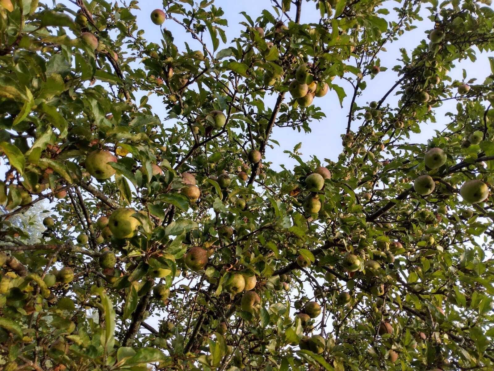 642 Backkingdom Road Mexico, ME 04257 - Photo 84 of 88 Golden apple tree
