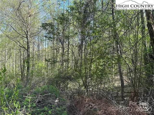 a view of a forest with a tree