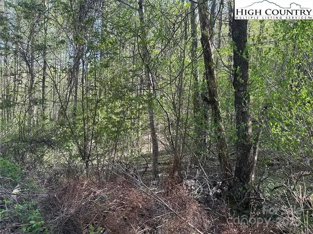 a view of a forest with a tree