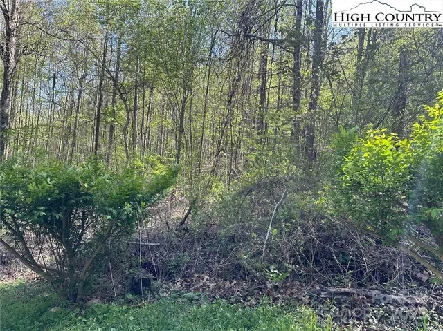 a view of a forest with lots of trees