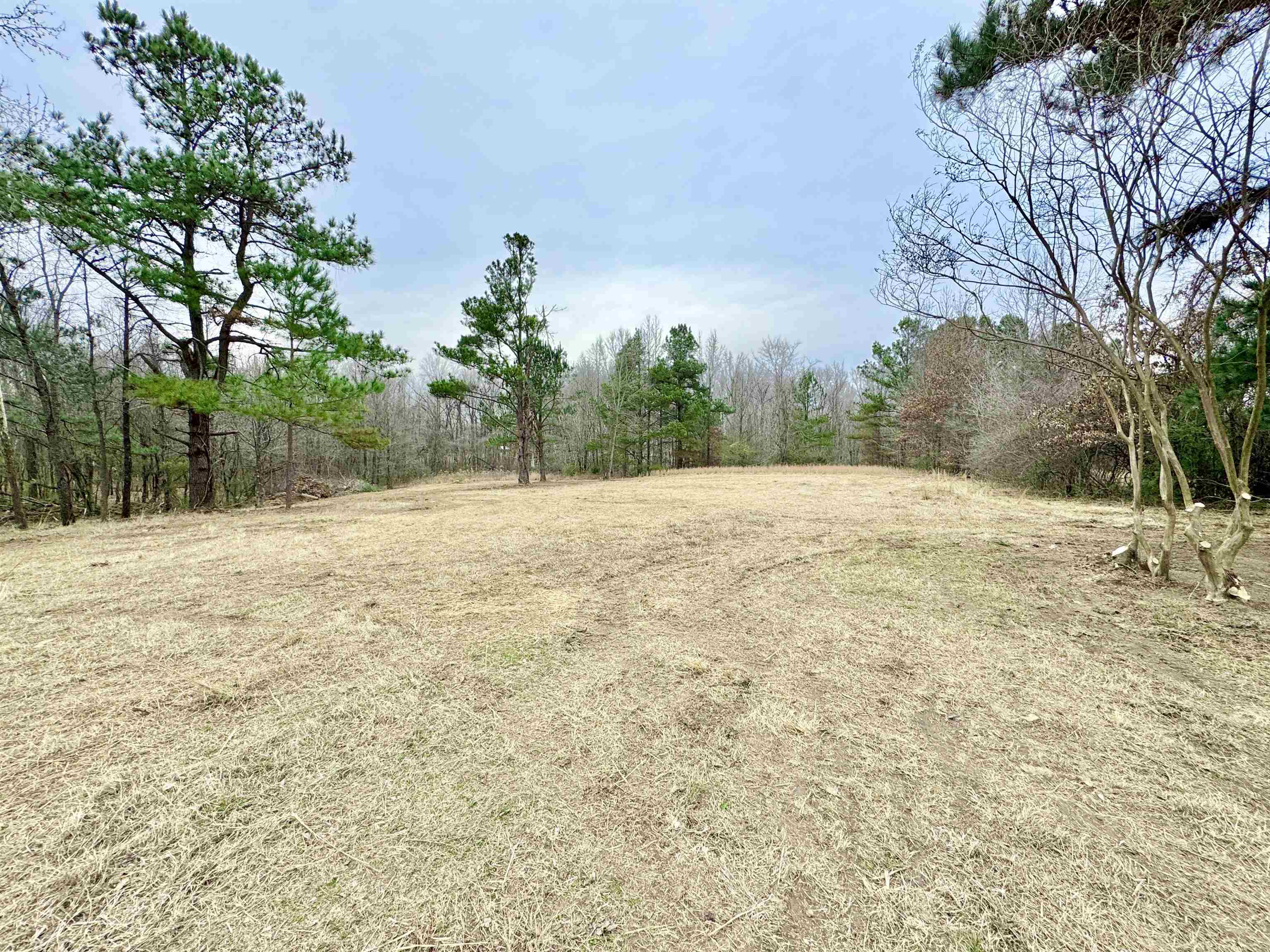 6400 Kerrville Rosemark Road Millington, TN 38053 - Photo 2 of 36 View of yard with a forest view
