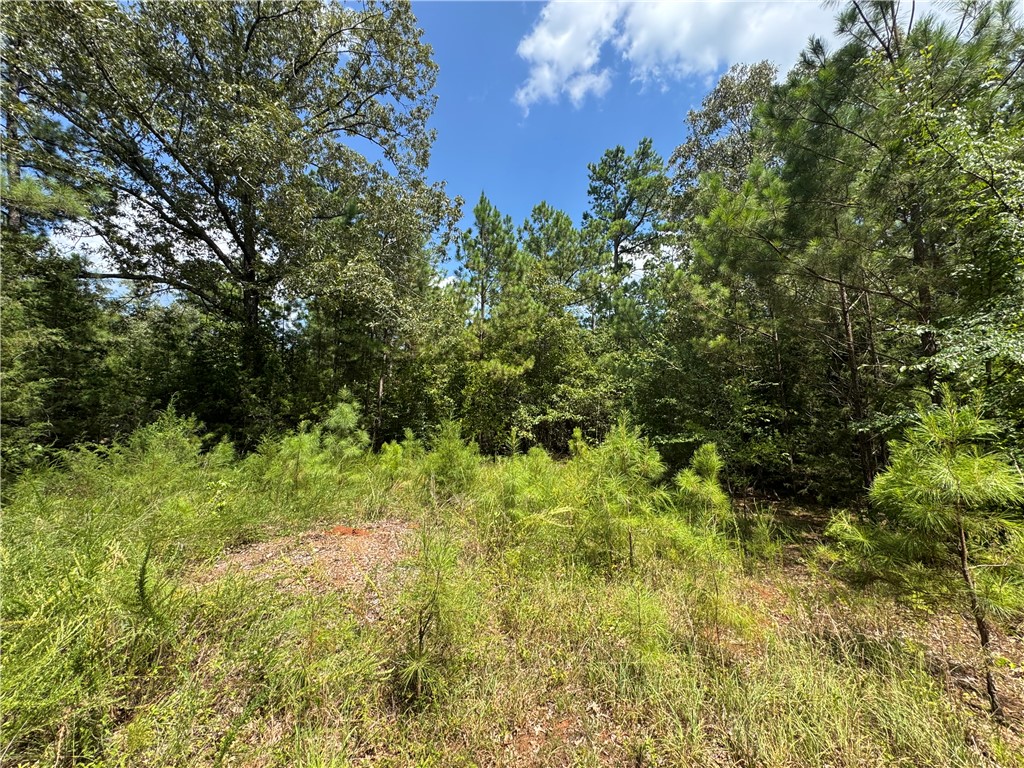 1324 Highway 81 Calhoun Falls, SC 29628 - Photo 14 of 45