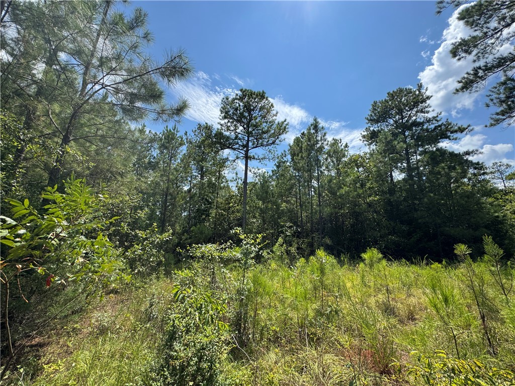 1324 Highway 81 Calhoun Falls, SC 29628 - Photo 23 of 45