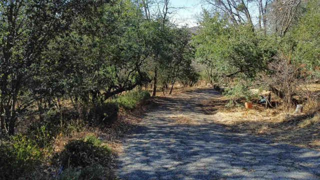 a view of a yard with plants and trees