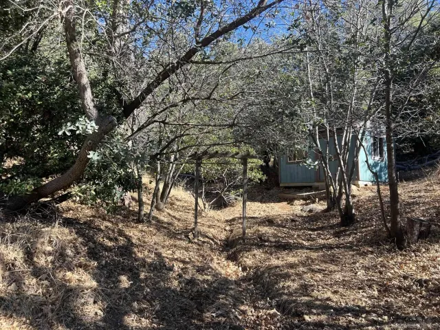 a view of a tree in the yard