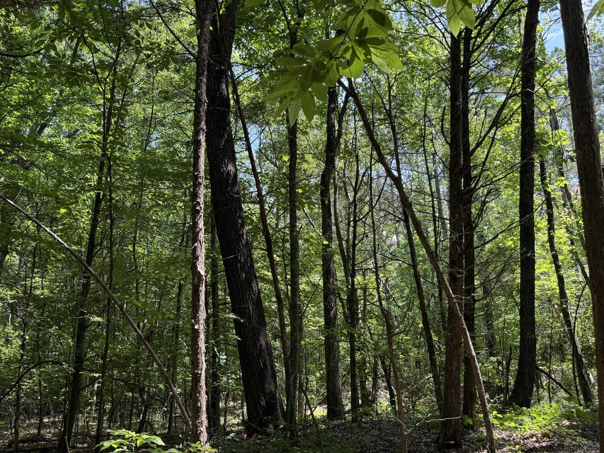 1 Carter Road Saltillo, TN 38370 - Photo 14 of 40 a view of forest