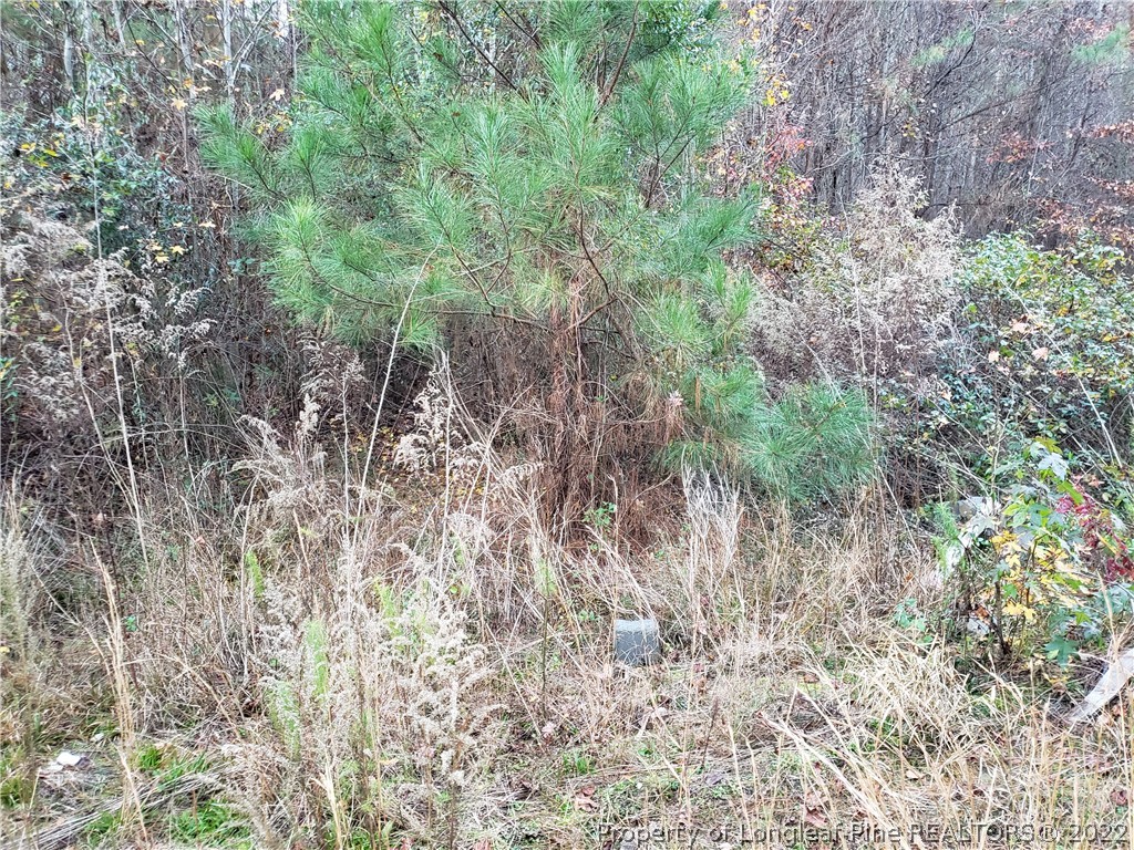 Lee Road Wade, NC 28395 - Photo 3 of 16 Gallery Image 3