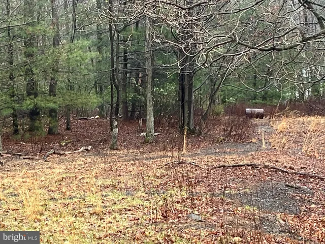 a view of a forest filled with trees