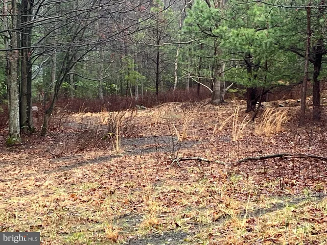 a view of a yard with plants and trees