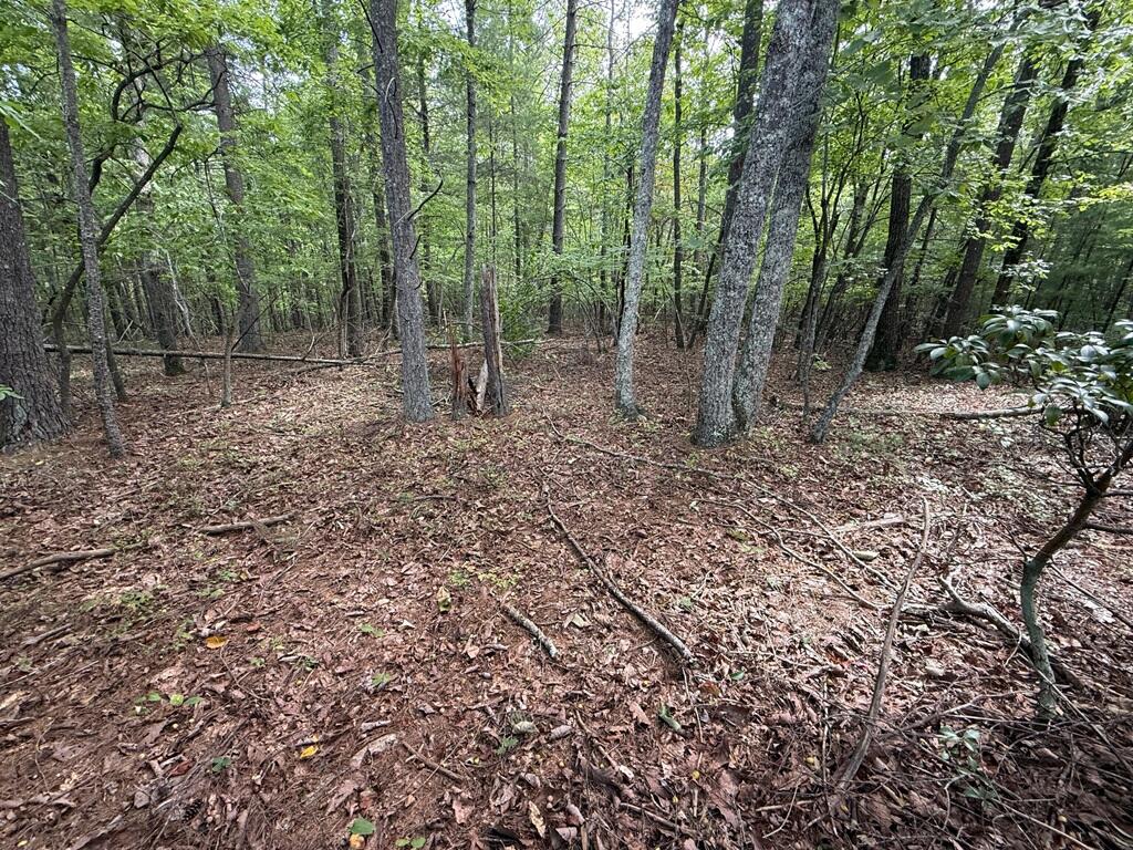 a view of a forest with trees in the background