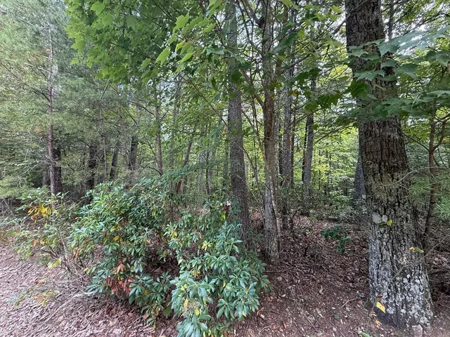 a view of a forest with trees in the background