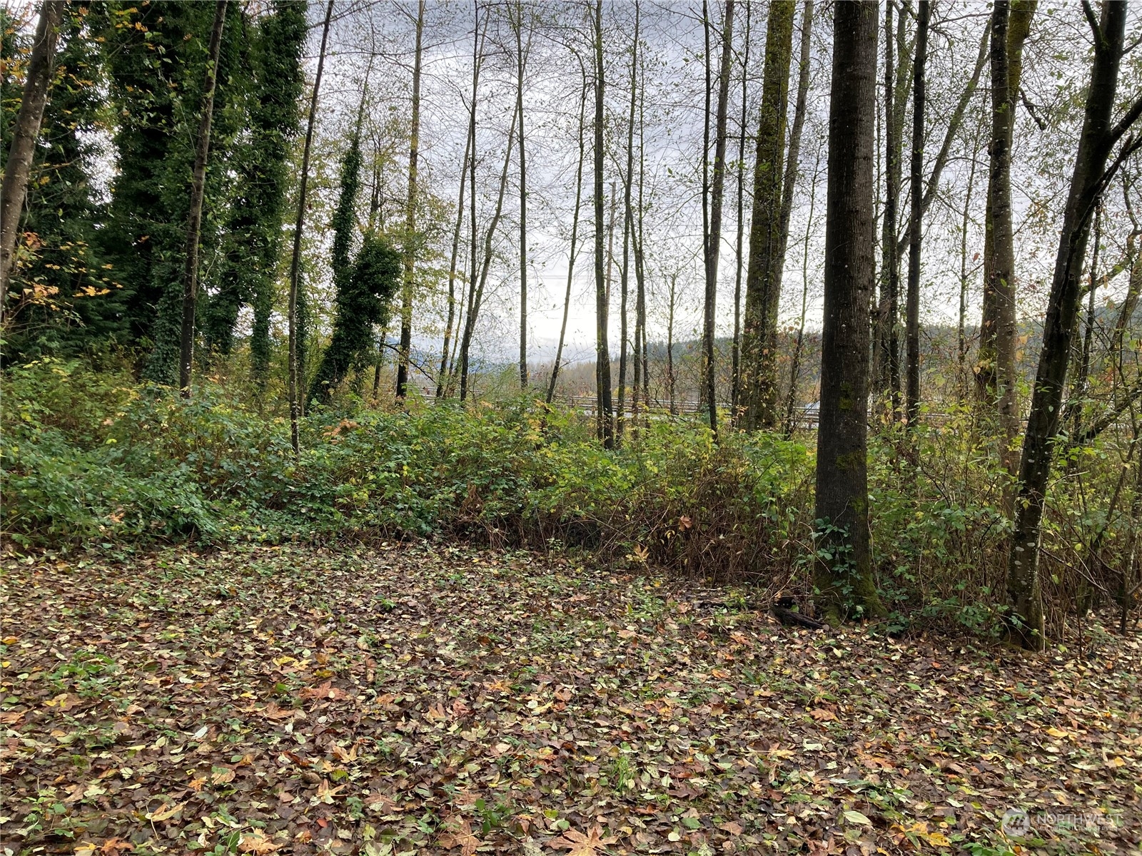 27430 Fern Bluff Road Monroe, WA 98272 - Photo 11 of 21 a view of backyard with green space